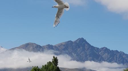 Black billed gulls edited