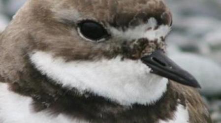 a nationally vulnerable adult banded dotterel sitt 4e27c4ab8e