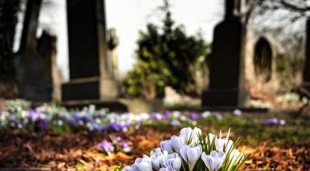 bloom blossom cemetery 161280