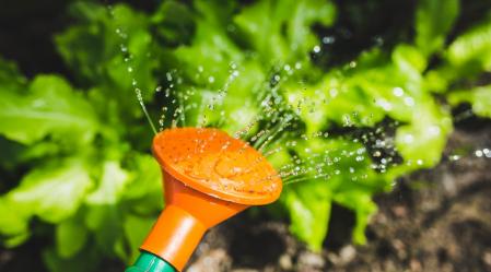 salad water garden plant