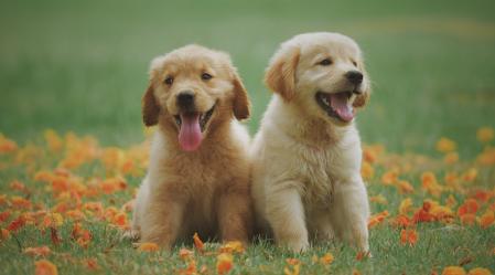 two yellow labrador retriever puppies 1108099