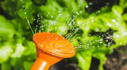 water garden plant