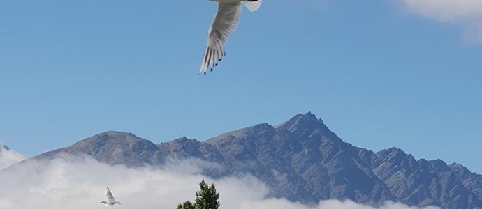Black billed gulls edited