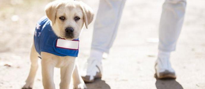 guide dog