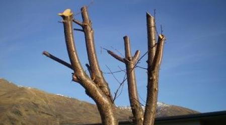 1_Pruned_Tree.JPG