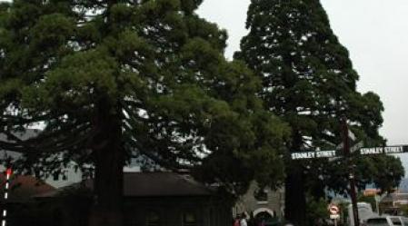 1_Trees_of_Justice_Queenstown_courthouse.jpg