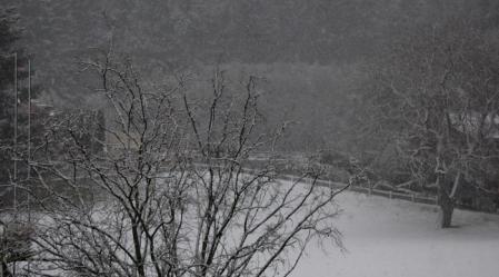 Snow-_trees_rec_ground_resized.jpg