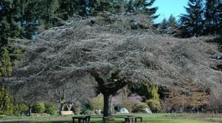 queenstown_gardens.jpg