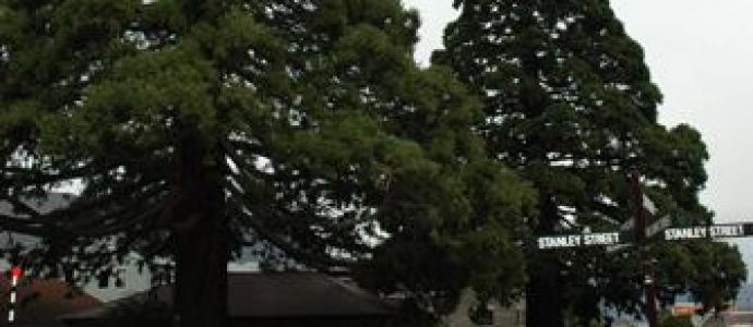 1_Trees_of_Justice_Queenstown_courthouse.jpg