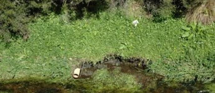 Horne_Creek_for_web.jpg