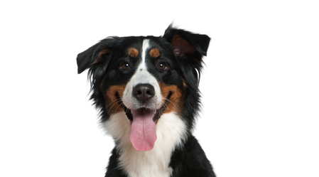 Dog Rego