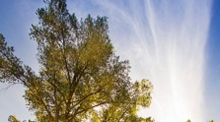 Trees