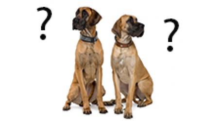 two dogsq