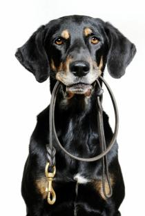 walk dog
